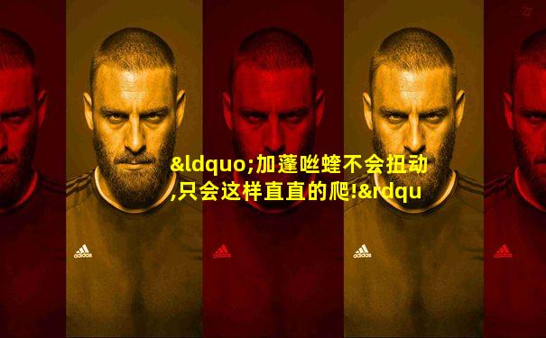 “加蓬咝蝰不会扭动,只会这样直直的爬!”