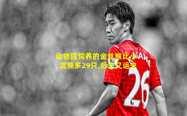动物园饲养的金丝猴比小浣熊多29只,后来又运来