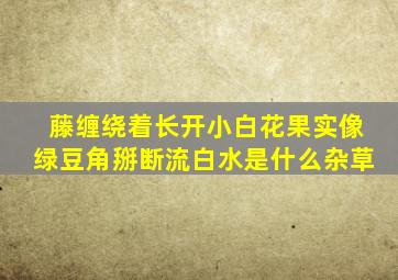 藤缠绕着长开小白花果实像绿豆角掰断流白水是什么杂草